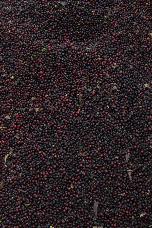 India 2010 - Coorg - Honey Valley - Growing Coffee
